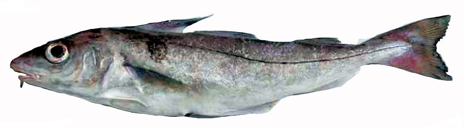 Melanogrammus aeglefinus_0555522101